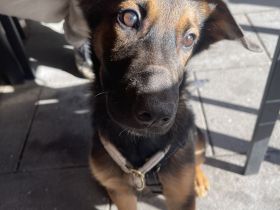 Deutsch/ Belgischer Schäferhund mix