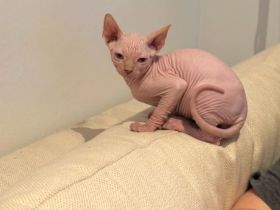 Für ein weibliches Sphynx-Kätzchen wird ein liebevolles Zuhause gesucht.