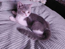 Britisch Kurzhaar Kitten