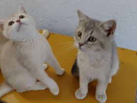 Britisch Kurzhaar Kitten