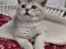 Britisch Kurzhaar Kitten