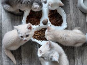 Britisch Kurzhaar Kitten