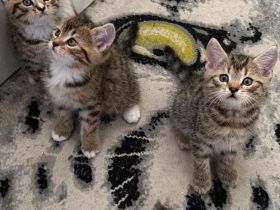 3 süße Kater, geboren am 25.05suchen ein liebevolles Zuhause 13.08.2026 abholbereit