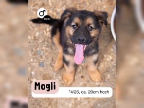 MOGLI - zeigst du mir die Welt?