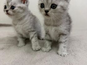 BKH Kitten | Kater & Kätzinnen Silver Shaded