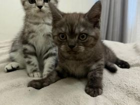 BKH Kitten | 2 Süße Kater abzugeben
