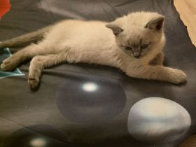 BKH Colorpoint Kater sucht ein liebevolles Zuhause