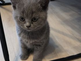Britisch Kurzhaar (BKH) Kitten – Blue & Colorpoint – Leipzig