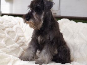 Zwergschnauzer FCI