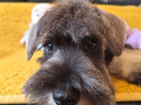 Zwergschnauzer FCI