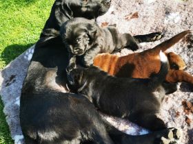 Labrador Welpe