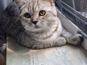 Wunderschönen Kater plus Zubehör zu verkaufen