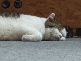 Ruhige Kater, Sushi.