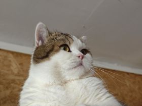 Ruhige Kater, Sushi.