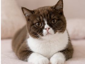 BKH Kitten Abgabebereit mit Stammbaum