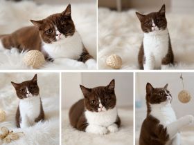 BKH Kitten Abgabebereit