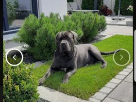 Reinrassigen Cane Corso Deckrüden