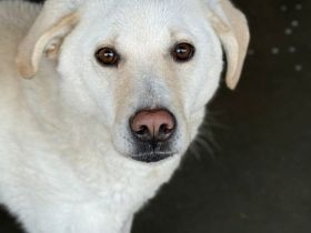Snowie hat eine Chance auf ein Zuhause verdient.