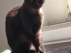 Scottish Fold