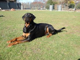 Snoopy Dobermann mix sucht dringend! Ein erfahrenes Zuhause