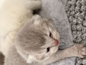 BKH Kitten in tollen Farben