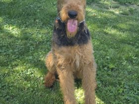 Airedale terrier  Hündin 1 Jahr alt