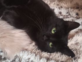 Junge Katze sucht liebevolles Zuhause