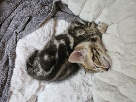 Bengal Kitten suchen neues Zuhause