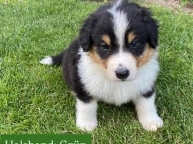 Australian Shepherd Welpen mit Papieren