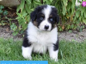 Australian Shepherd Welpen mit Papieren