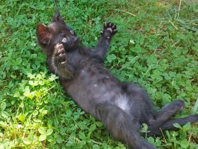 3 kleine Kitten suchen ein liebevolles Zuhause