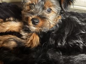 Yorki Terrier Mädchen