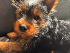 Yorki Terrier Mädchen