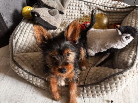 Yorki Terrier Mädchen