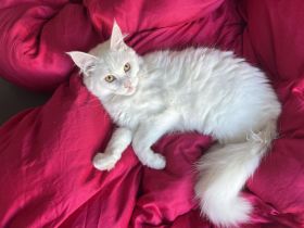 3 Maine Coon Youngster Männlich (REDDY, FUCHSI & WHITY)