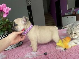 Wunderschöner fawnfarbener Französischer Bulldoggen-Rüde sucht ein liebevolles Zuhause!