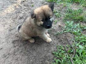 Eurasier Welpe