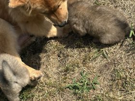 Eurasier Welpe