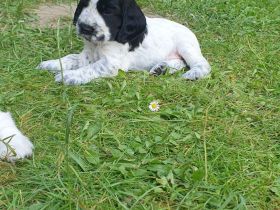 English Cocker Spaniel Welpen mit DRV-Ahnentafel – liebevoll im Familienverband aufgezogen