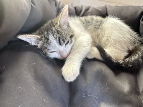 Katerchen abzugeben, 13 Wochen jung