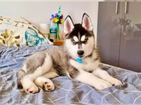 Siberian Husky-Welpen mit Ahnentafel