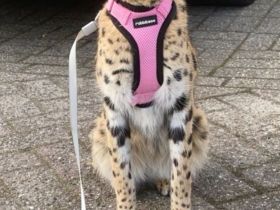 2 serval abzugeben nur erfahrene
