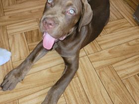 Cane Corso zu vermitteln