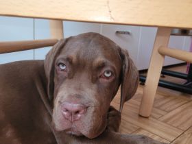 Fast 5 Monate alte Cane Corso Hündin schweren Herzens abzugeben