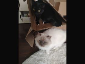 Heilige Birma reinrassig und EKH/Heilige Birma mix