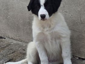 Wunderschöne Border-Collie Welpen  schwarz-weiss ohne Papiere abzugeben