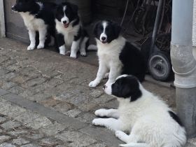 Border Collie Welpen