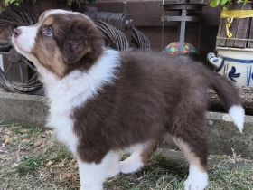 Australian Shepherd Welpe