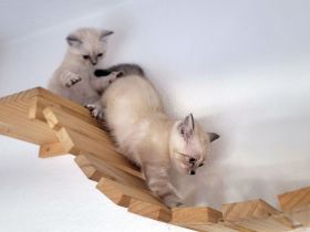 Bunte Rasselbande sucht ihr neues Zuhause