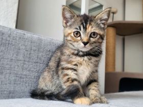Britisch Langhaar-Kitten